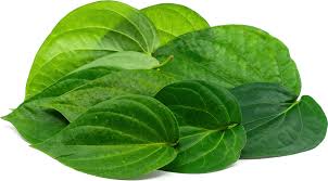 Fresh Betel Leaves